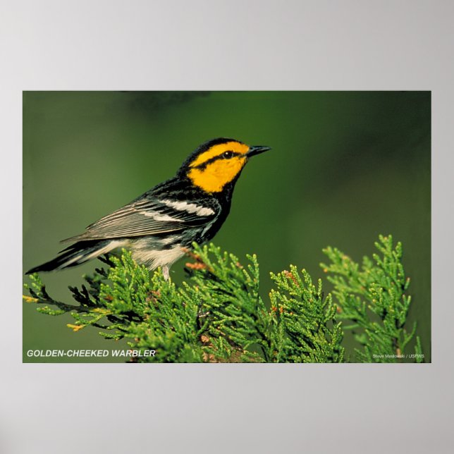 Golden-Cheeked Warbler Poster (Front)