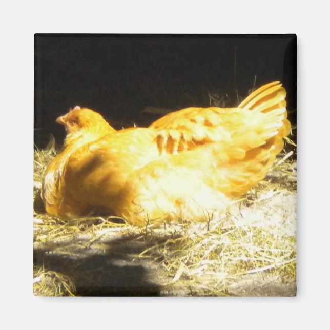 Golden Chicken magnet (Front)