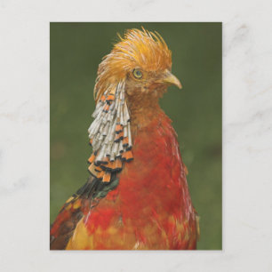 Golden/Chinese Pheasant Postcard