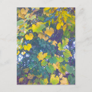 GOLDEN CLOSE UP POSTCARD