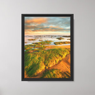Golden Coast with Mossy Rocks and Calm Waters Canvas Print