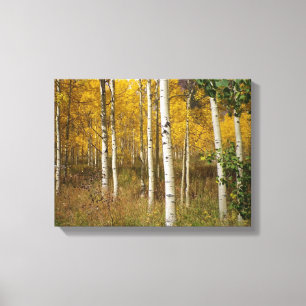 Golden Colorado Aspens Canvas Print