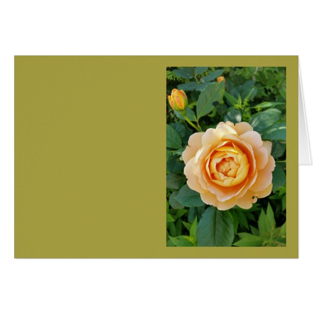 Golden coloured rose (Front Horizontal)
