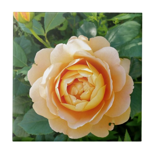 Golden coloured rose tile (Front)