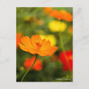 Golden Cosmos［Postcard］ Postcard