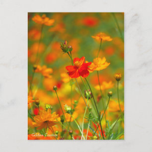 Golden Cosmos [Postcard] Postcard