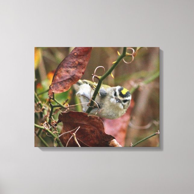 golden crowned kinglet canvas print (Front)