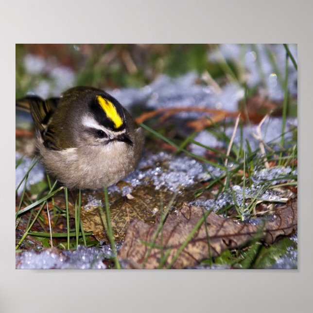 Golden-crowned Kinglet Fine Art Prints (Front)