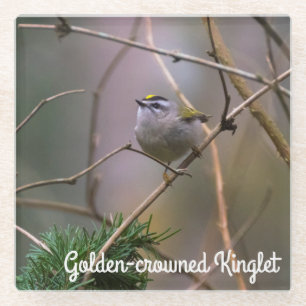 Golden-crowned Kinglet Glass Coaster