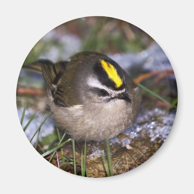 Golden-crowned Kinglet Magnets (Front)