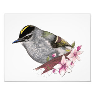 Golden-Crowned Kinglet Photo Print