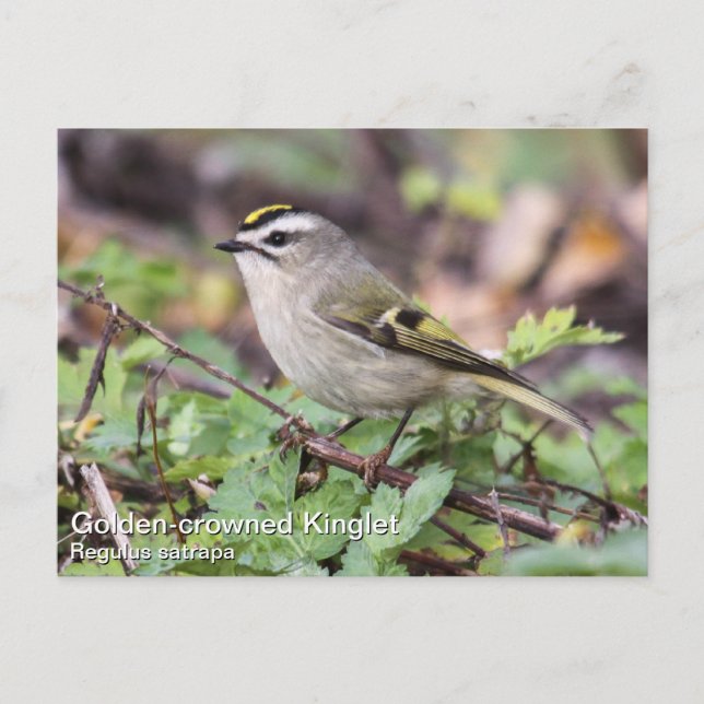 Golden-crowned Kinglet Postcard (Front)