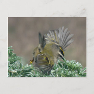 Golden-crowned Kinglet postcard