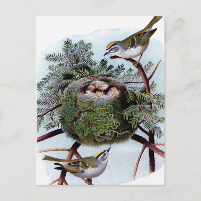 golden crowned kinglets postcard (Front)