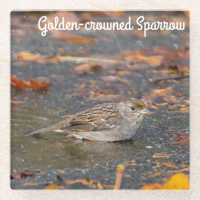 Golden-crowned Sparrow Glass Coaster (Front)