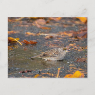 Golden-crowned Sparrow Postcard