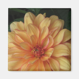 Golden Dahlia Magnets
