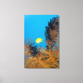 Golden Damselfish (Amblyglyphidodon aureus), Canvas Print