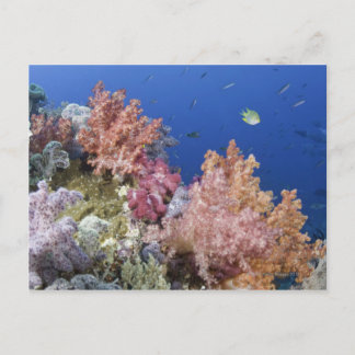 Golden Damselfish (Amblyglyphidodon aureus), Postcard