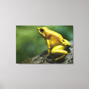 Golden Dart Frog Canvas Print
