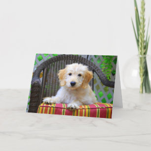 Golden Doodle Puppy Card