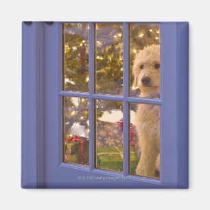 Golden Doodle puppy looking out glass door with Magnet
