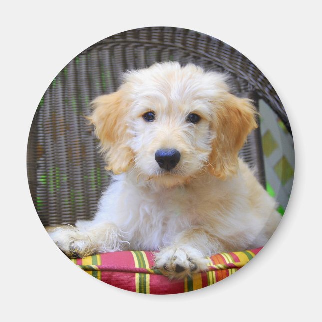 Golden Doodle Puppy Magnet (Front)