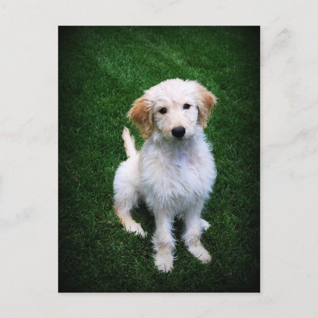 Golden Doodle Puppy Postcard (Front)