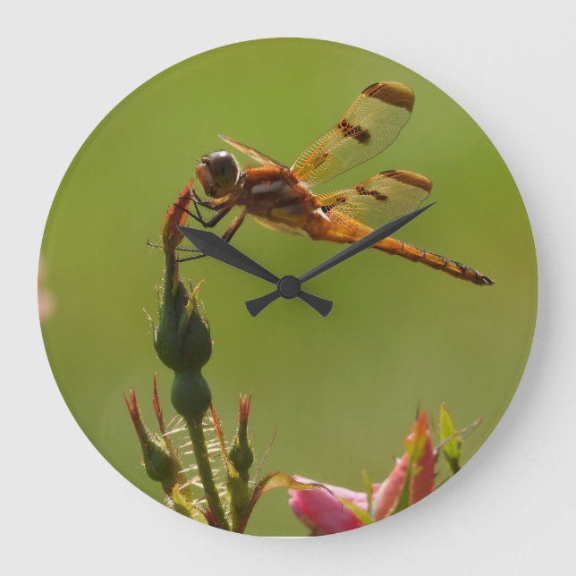 Golden Dragonfly on Green Large Clock (Front)