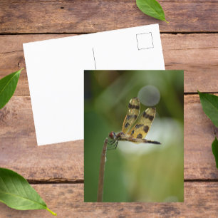 Golden Dragonfly Photographic Nature Postcard
