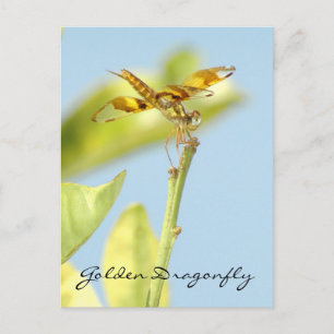 Golden dragonfly Postcard