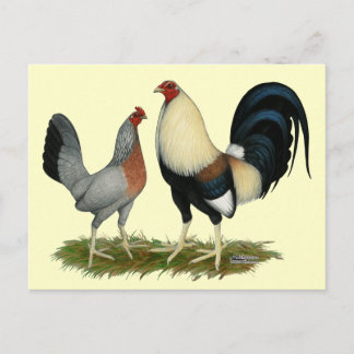 Golden Duckwing Chickens Postcard