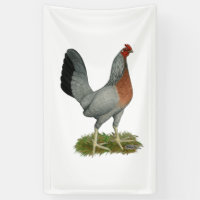 Golden Duckwing Hen