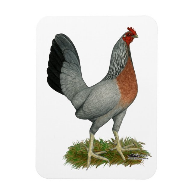 Golden Duckwing Hen Magnet (Vertical)