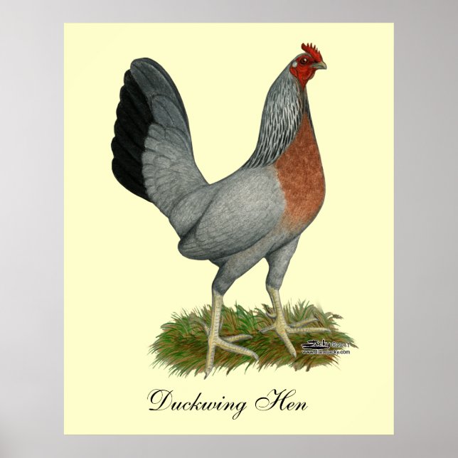 Golden Duckwing Hen Poster (Front)