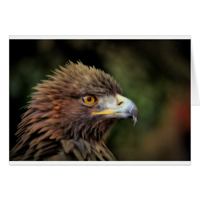 golden eagle (Front Horizontal)