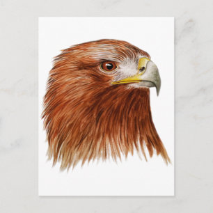 Golden Eagle 2011 Postcard