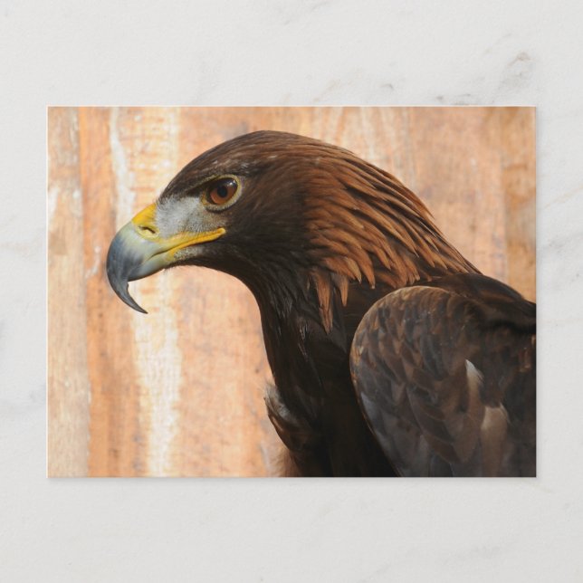 Golden Eagle (bird) Postcard (Front)