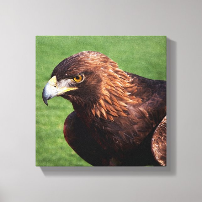 Golden Eagle Canvas Print (Front)
