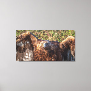 Golden eagle canvas print