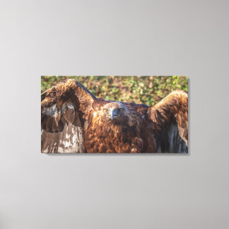 Golden eagle canvas print