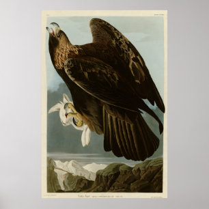 Golden Eagle from Audubon's Birds of America Poster