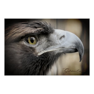 Golden Eagle:Glossy Poster