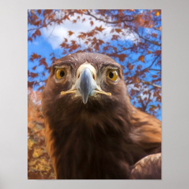 Golden Eagle “GOLDEN EYES” Poster (Front)