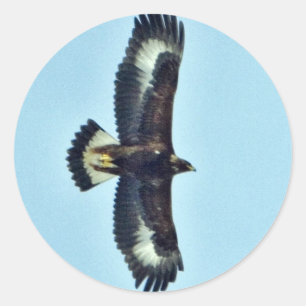 Golden Eagle in Flight Classic Round Sticker