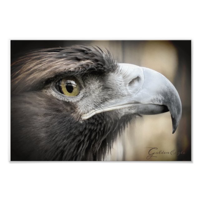 Golden Eagle:Photo Print (Front)