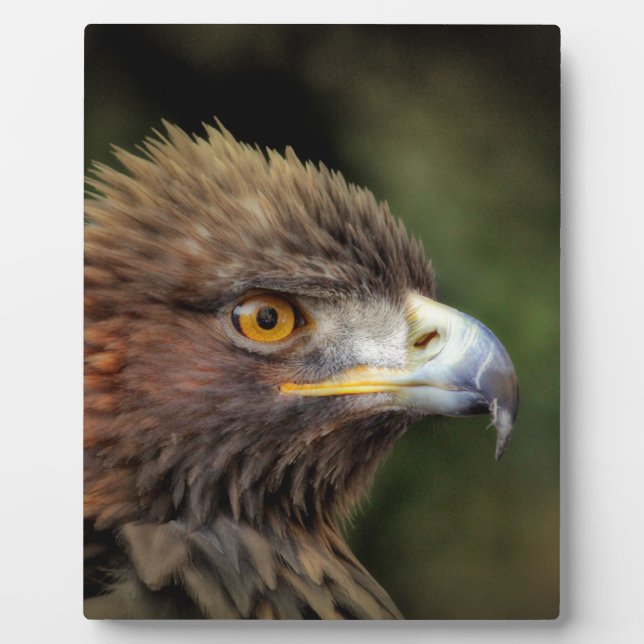 golden eagle plaque (Front)