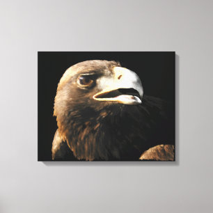 Golden Eagle Portrait Canvas Print