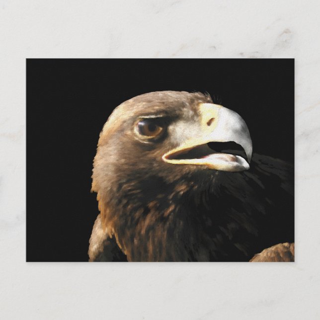 Golden Eagle Portrait Postcard (Front)
