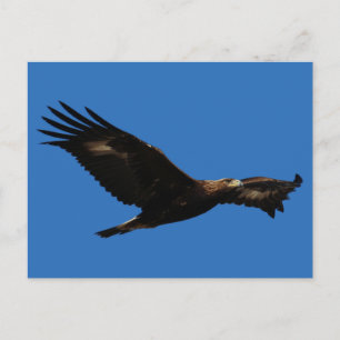 Golden Eagle Postcard